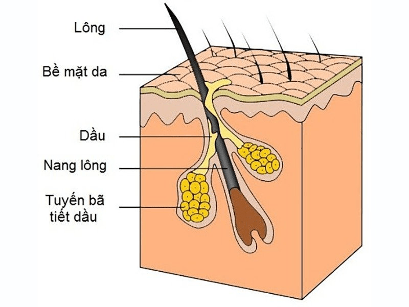 Lớp trung bì bao gồm tuyến mồ hôi, nang lông và tuyến bã nhờ tiết ra