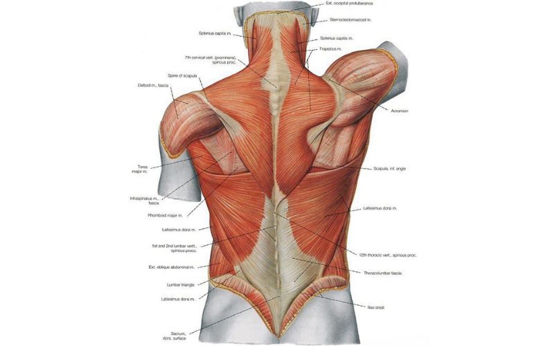 Tập luyện theo từng nhóm cơ với mục tiêu của bản thân