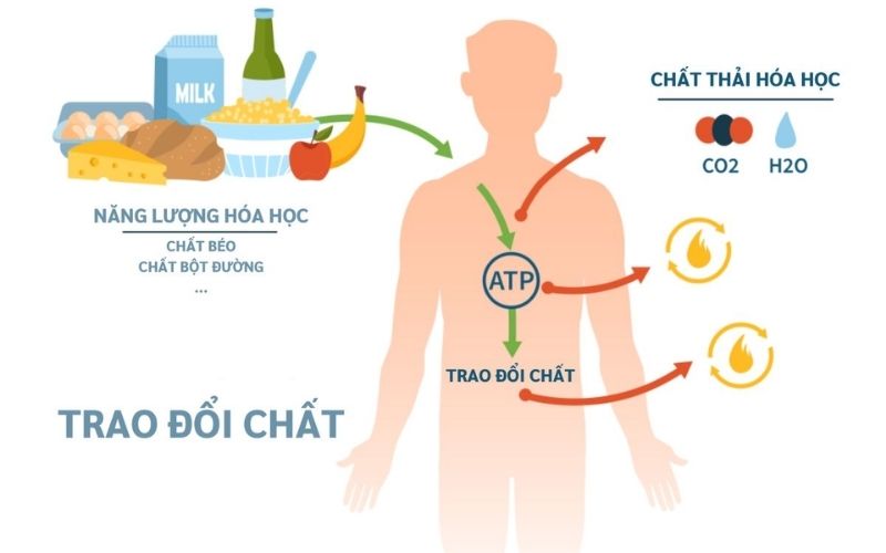 Ăn uống hợp lý để tăng cường trao đổi chất cơ thể