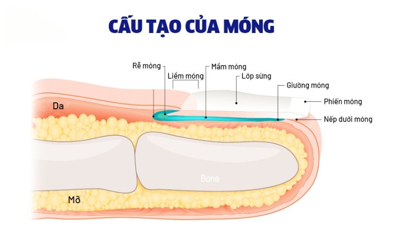 Bạn nên học bài mở đầu về cấu trúc của móng tay và móng chân