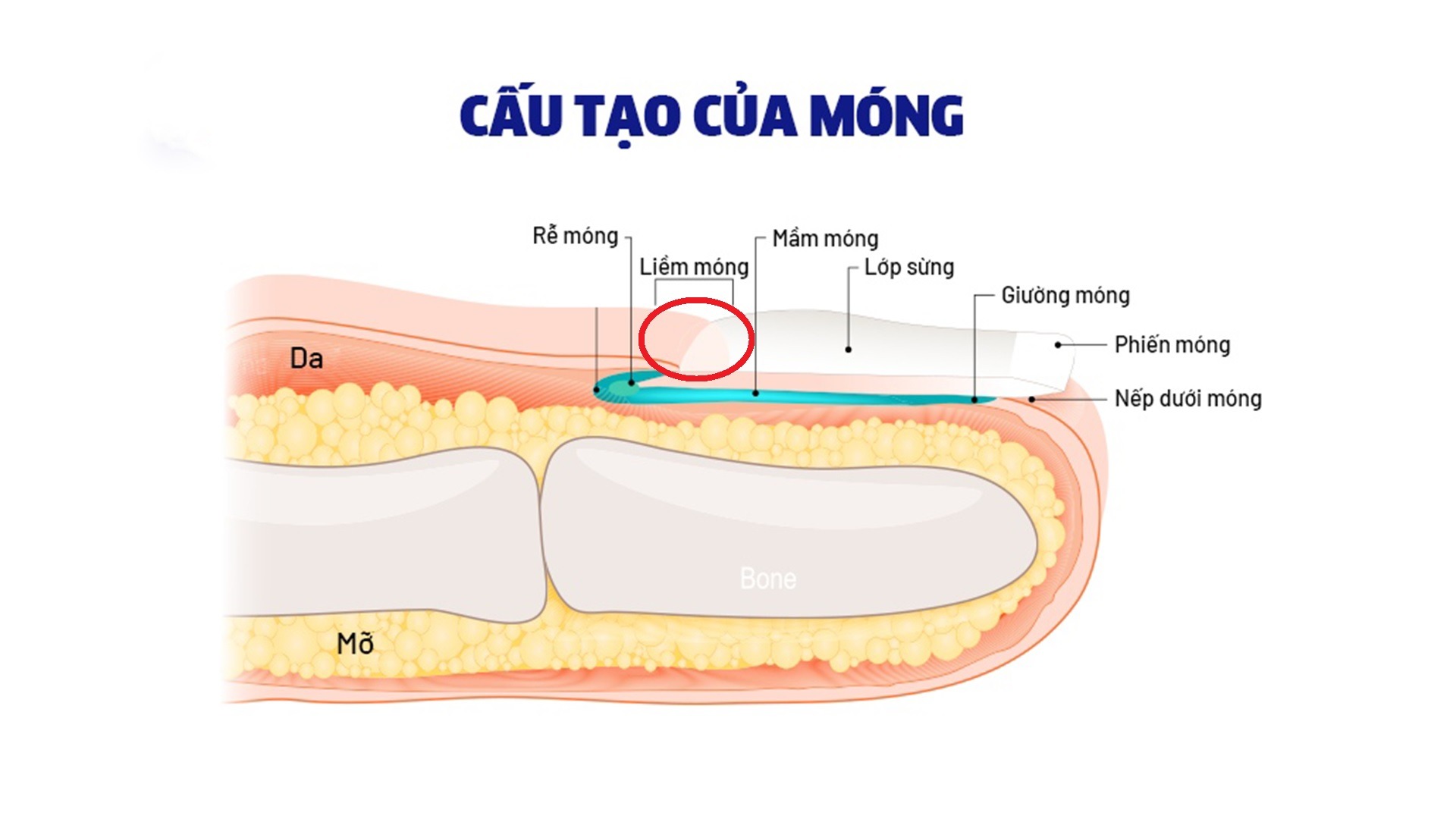 Bạn được học lý thuyết về cấu tạo và chức năng của móng 