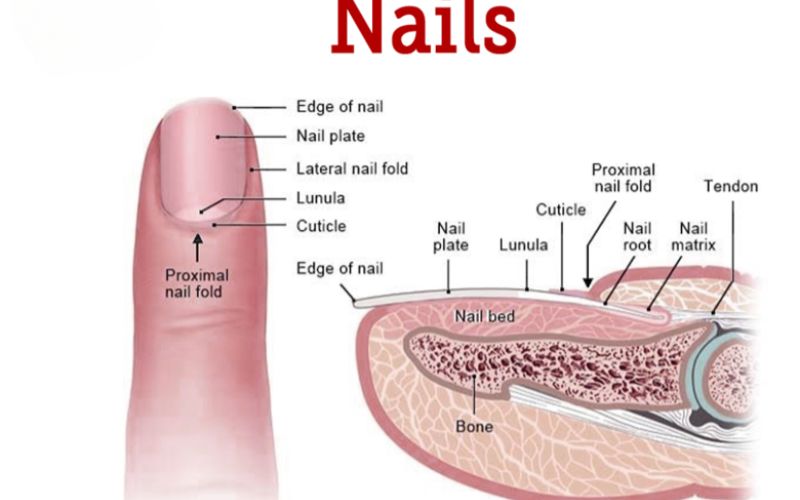 Sơ đồ cấu tạo của móng tay